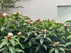 -中国科学院华南植物园