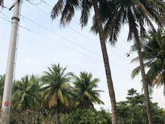 -万绿园