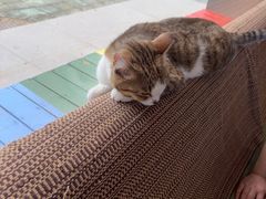 -御宝贝·A梦猫科宠物医院(国际猫友好医院)