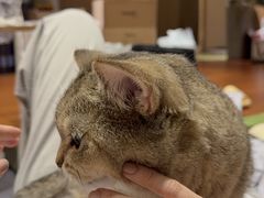 -博特宠物医院24h犬猫全科.骨科·异宠