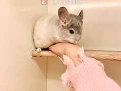 -龙猫仔乐园(惠福东路店)