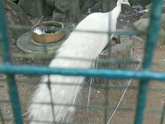 -吉隆坡雀鸟公园