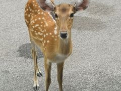 -清迈夜间动物园