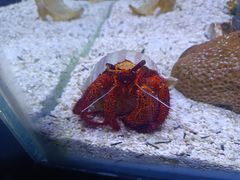 -太平洋海底世界