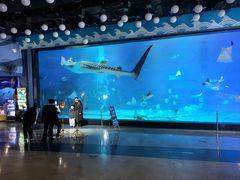 -烟台海昌鲸鲨海洋公园