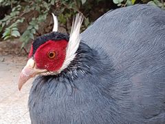 -青藏高原野生动物园