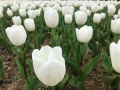 -杭州湾海上花田景区