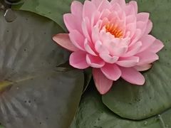 -洋湖国家湿地公园