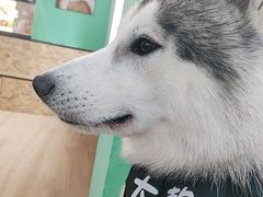 -Husky Go! 哈士奇体验馆·宠物咖啡厅狗咖