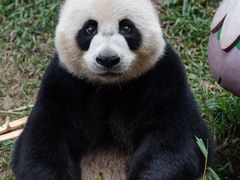 -广州长隆野生动物世界