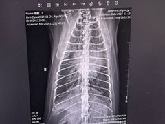 -瑞派康怡24h宠物医院·犬猫医疗中心·微创绝育(瑞景分院)