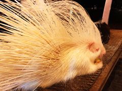 -清迈夜间动物园