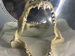 -烟台海昌鲸鲨海洋公园