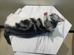 -藏猫猫咖啡主题馆(中央大道店)