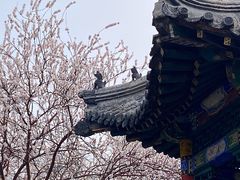 -桃花堤公园