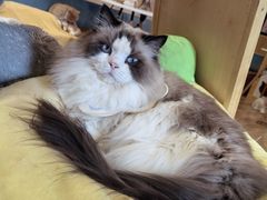 -滚猫咖啡·猫咖·猫友好撸猫(未来城店)