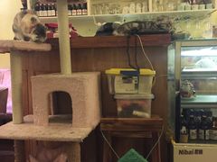 -猫色咖啡·猫咖