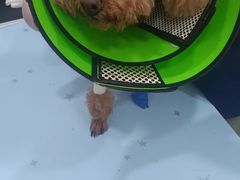 -福懋动物医院·犬猫全科·外科·重症科(杏林分院)