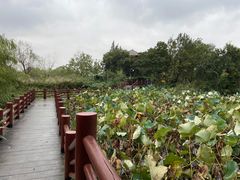 -长兴太湖图影湿地文化园