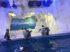 -华夏文旅海洋公园