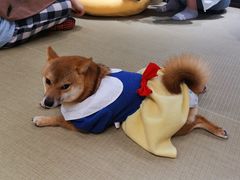 -逗柴咖啡屋·狗咖猫咖宠物桌游