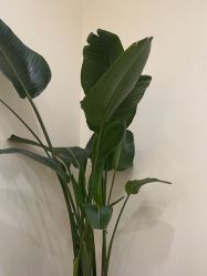 -智美品质医美