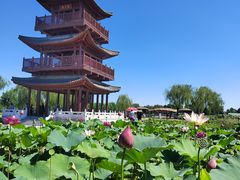 -白洋淀风景区