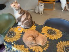 -平行世界·猫咖(首经贸店)