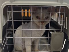 -北京观赏动物医院·24小时大型综合·猫专科·异宠专科