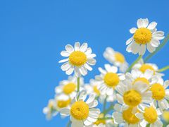 -中国科学院华南植物园