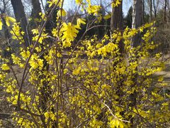 -鲜芋仙(铁西万象汇店)