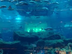 -迪拜水族馆及水下动物园