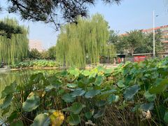 -黄村公园