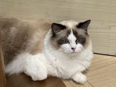 -安格丽娜·狗咖·猫咖羊驼咖(春熙路百盛商场店)