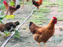 -马陆小张葡萄园农家乐