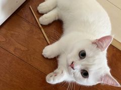 -欣宠猫屋·矮脚拿破仑·蓝金金渐层