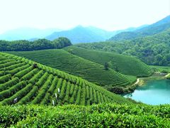 -龙坞茶村
