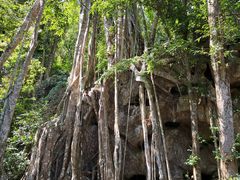 -中国科学院西双版纳热带植物园