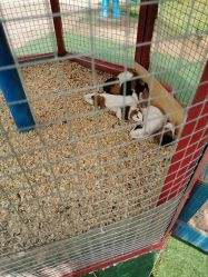 -萌宠亲子动物乐园(槐房万达店)