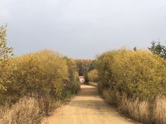 -塞罕坝国家级自然保护区