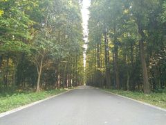 -崇明东平国家森林公园烧烤房车露营地