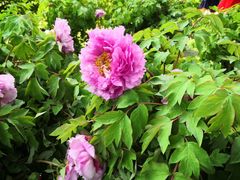 -广西壮族自治区药用植物园
