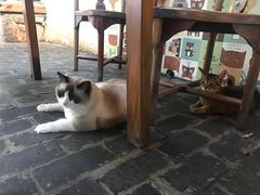 -喵屿·大理花园猫咖