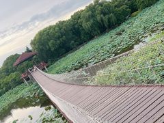 -荷塘月色湿地公园·向阳花洲