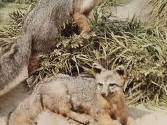 -陕西自然博物馆