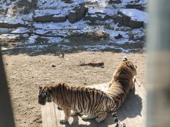 -大连森林动物园