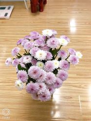-维纳斯专业减肥