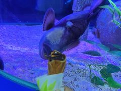 -上海海昌海洋公园