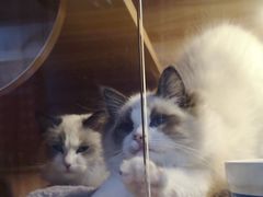 -喵百万·布偶·蓝金金渐层英短·猫舍(百子湾店)