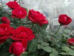 -三圣花乡旅游区